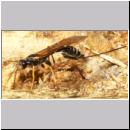 Coleocentrus excitator - Schlupfwespe 09.jpg